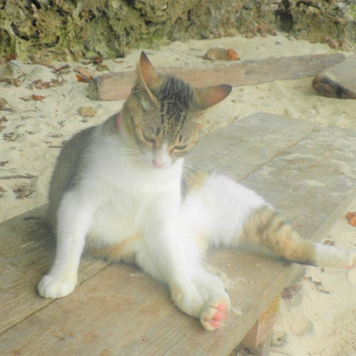 沖縄猫の写真
